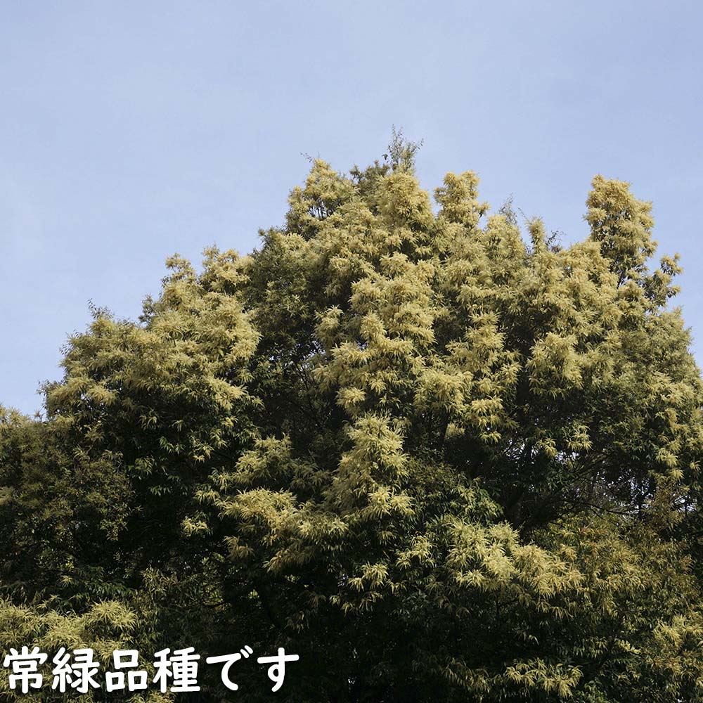 楽天市場】ツブラジイ（コジイ） 単木 1.7m 露地 苗木 : トオヤマグリーン