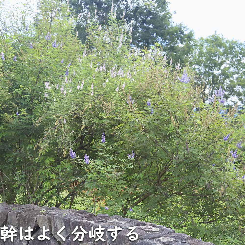 楽天市場】セイヨウニンジンボク 0.3m 10.5cmポット 苗 : トオヤマグリーン