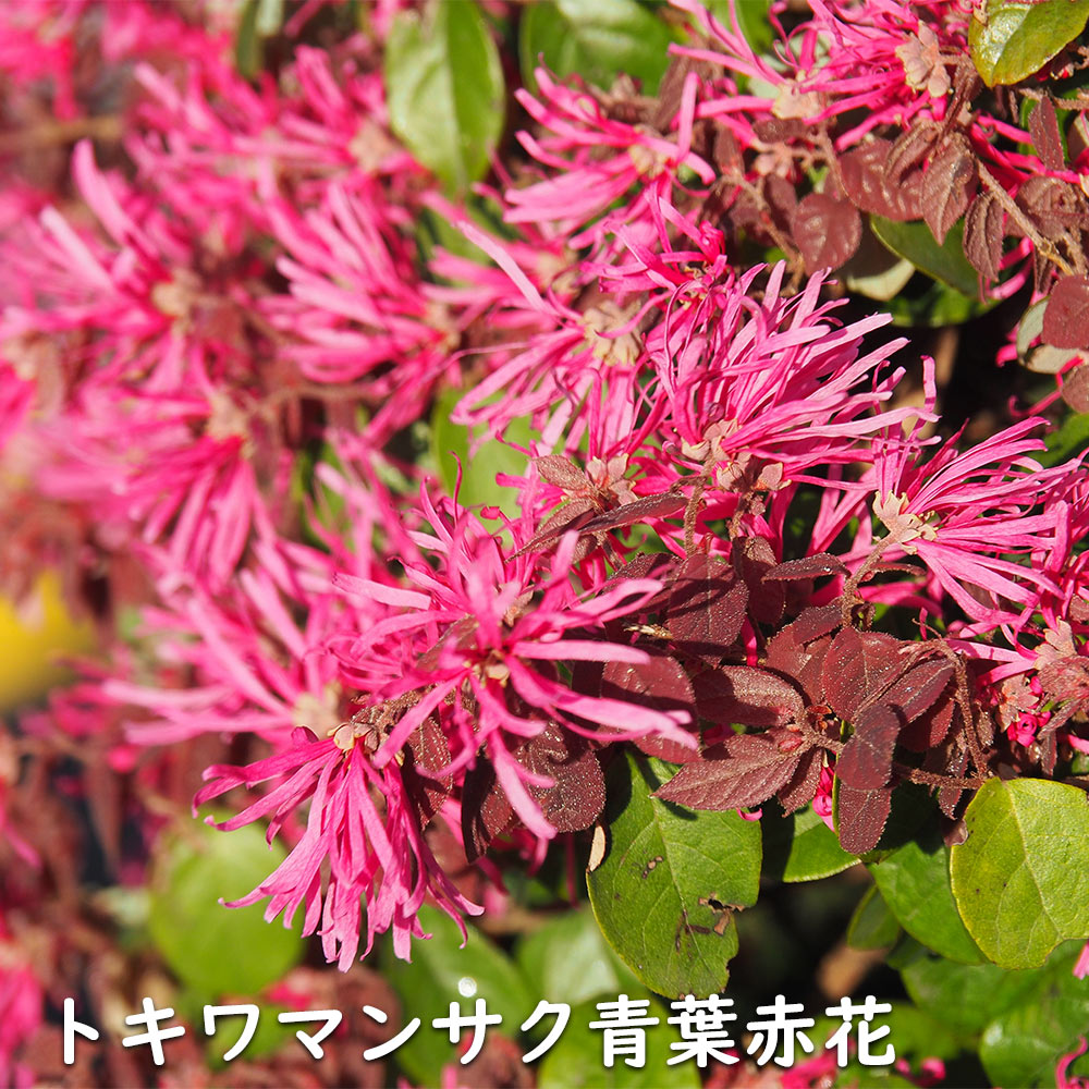楽天市場トキワマンサク青葉赤花  露地 苗木 : トオヤマグリーン