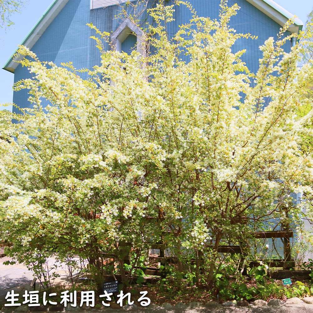 楽天市場トキワマンサク青葉白花  ポット 苗 : トオヤマグリーン