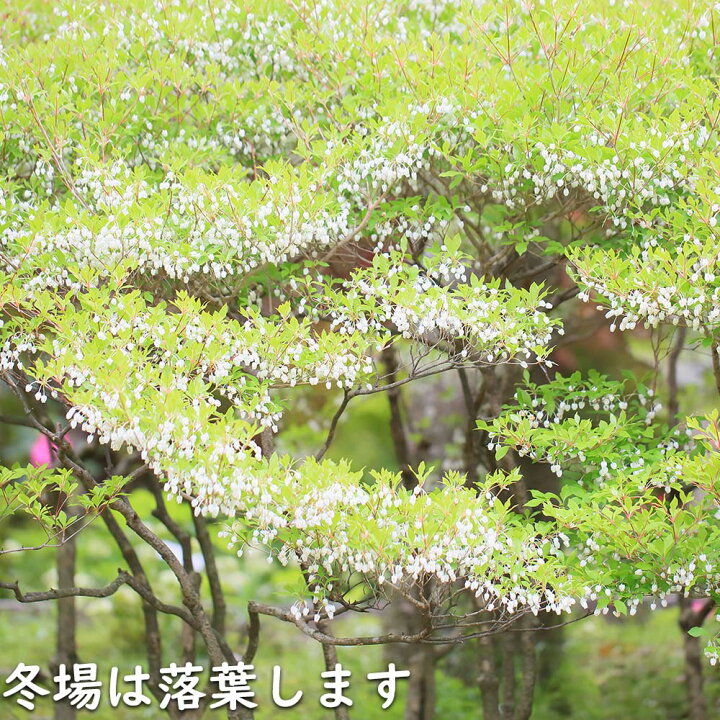 楽天市場】ドウダンツツジ 0.5m 露地 3本 苗 : トオヤマグリーン