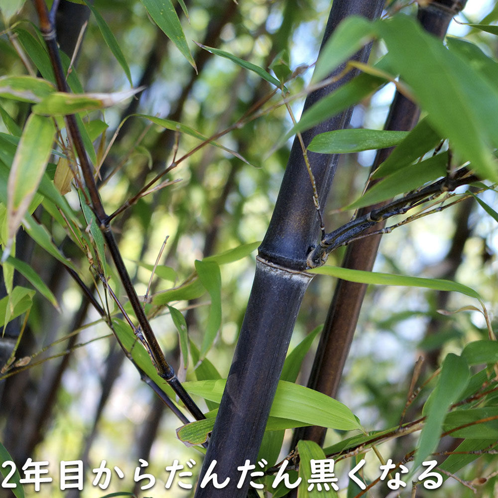 楽天市場】タケ クロチク 1.7m 露地 2本×2 苗木 : トオヤマグリーン