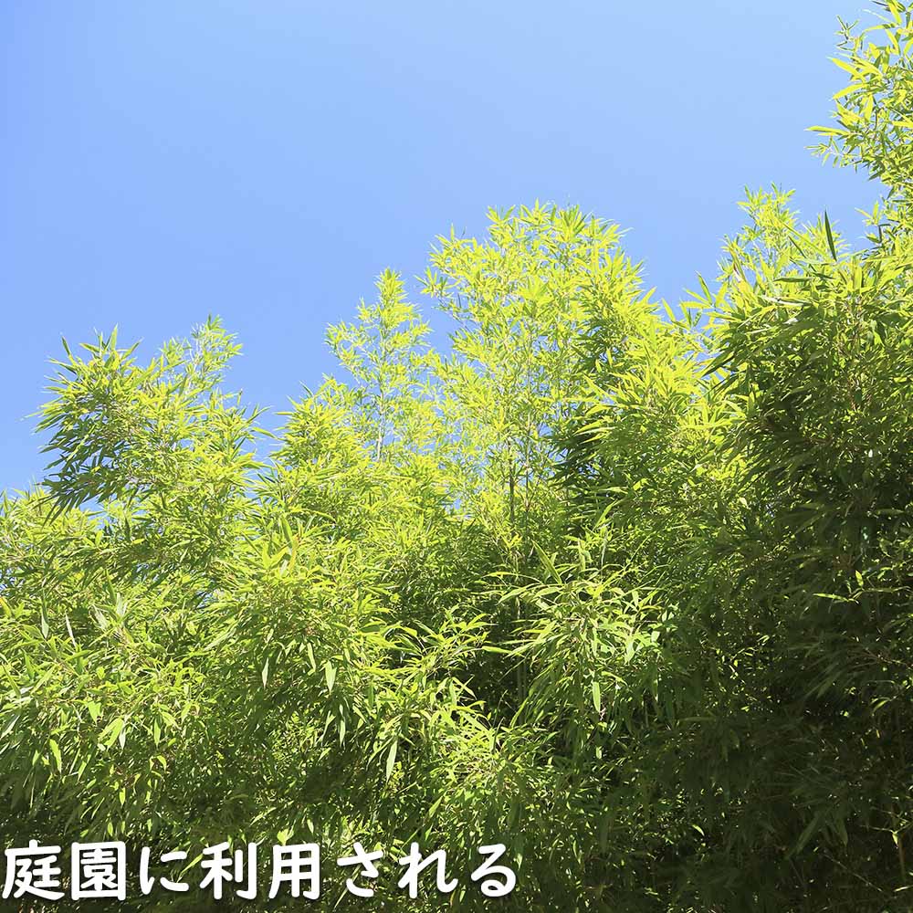 楽天市場】タケ ダイミョウチク 1.7m 露地 2本×2 苗木 : トオヤマグリーン