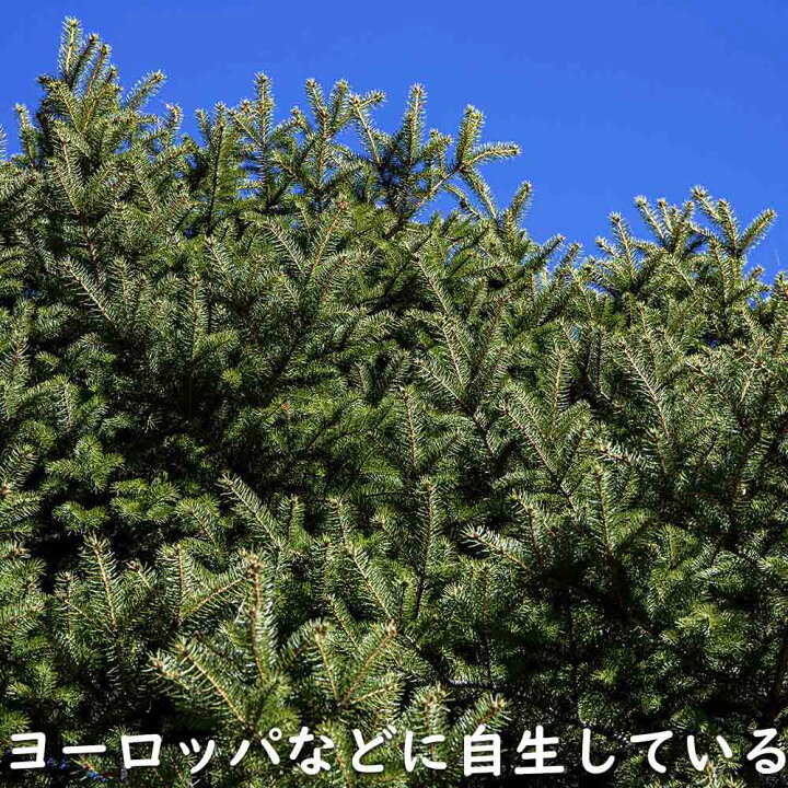 楽天市場】ドイツトウヒ 1.5m 露地 苗木 : トオヤマグリーン