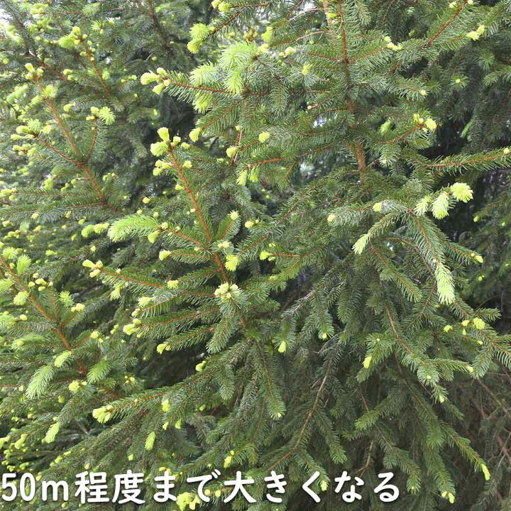 楽天市場】ドイツトウヒ 1.5m 露地 2本 苗木 : トオヤマグリーン