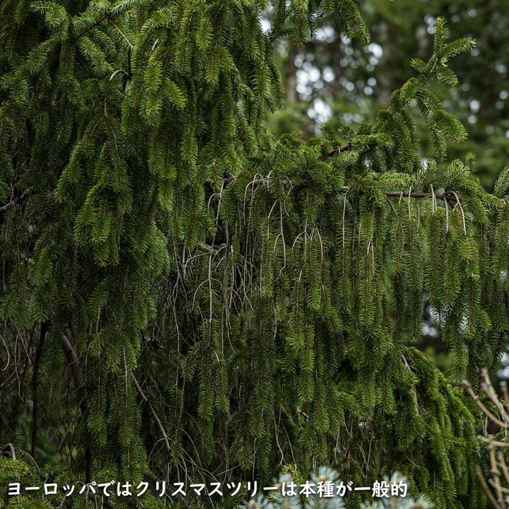 楽天市場】ドイツトウヒ 0.4m 15cmポット 10本 苗 : トオヤマグリーン
