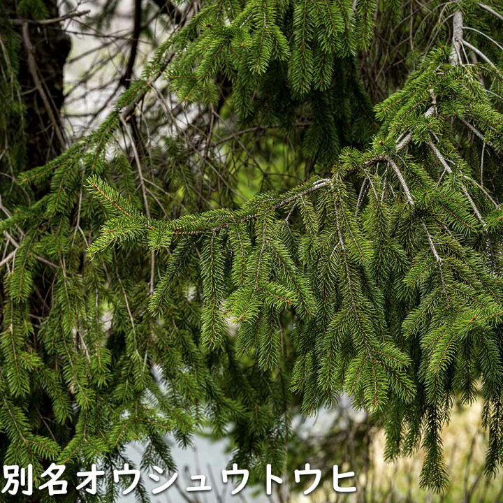 楽天市場】ドイツトウヒ 2m 露地 苗木 : トオヤマグリーン