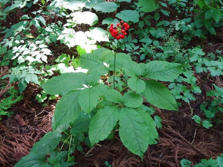 トチバニンジン 約1.7キロ （トチバニンジン（ウコギ科）｜素人植物図鑑）