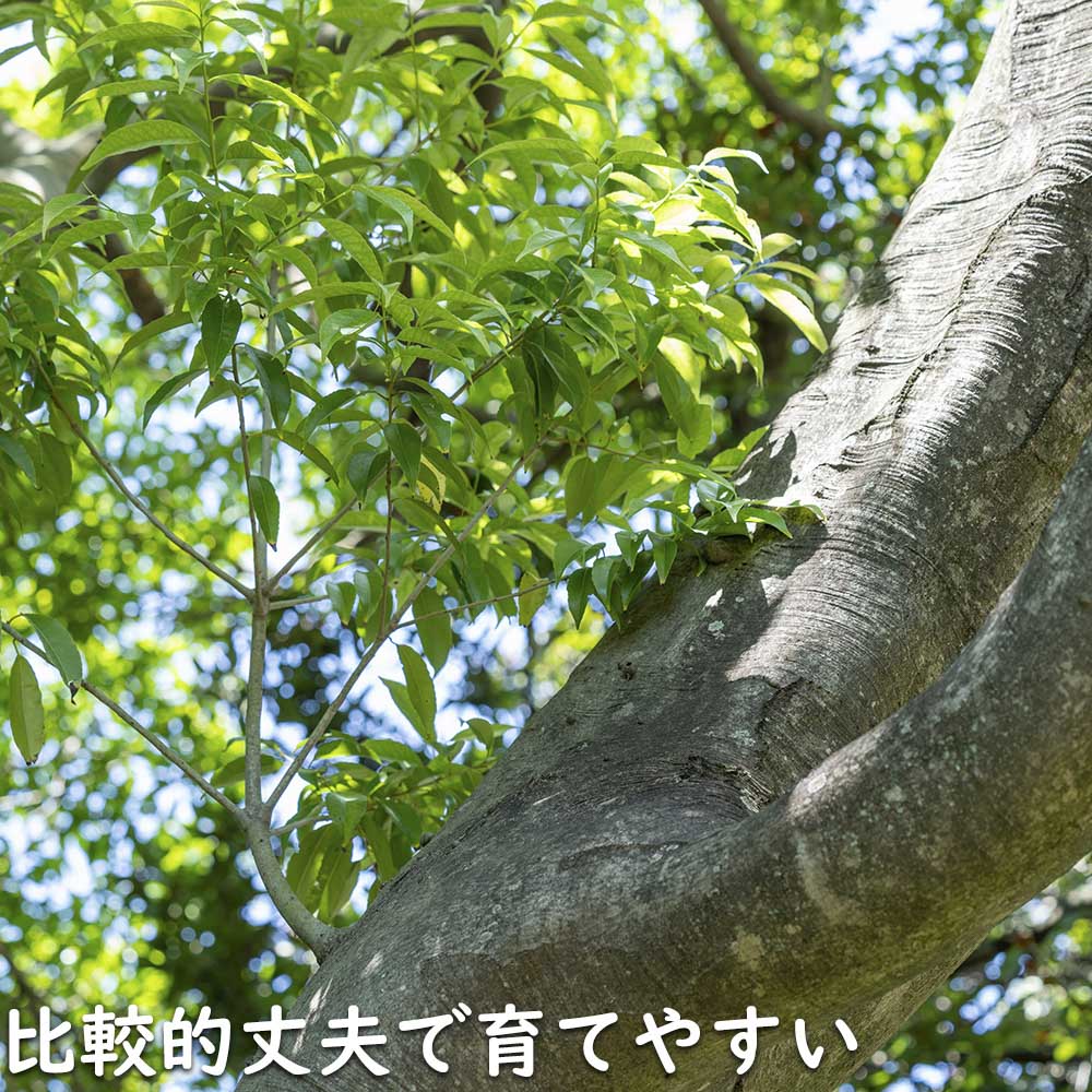 ナナミノキ 単木 1.7m 露地 苗木