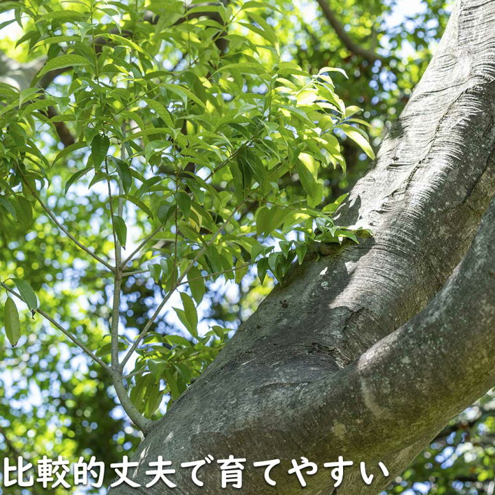 楽天市場】ナナミノキ 株立ち 2.5m 露地 2本 苗木 : トオヤマグリーン