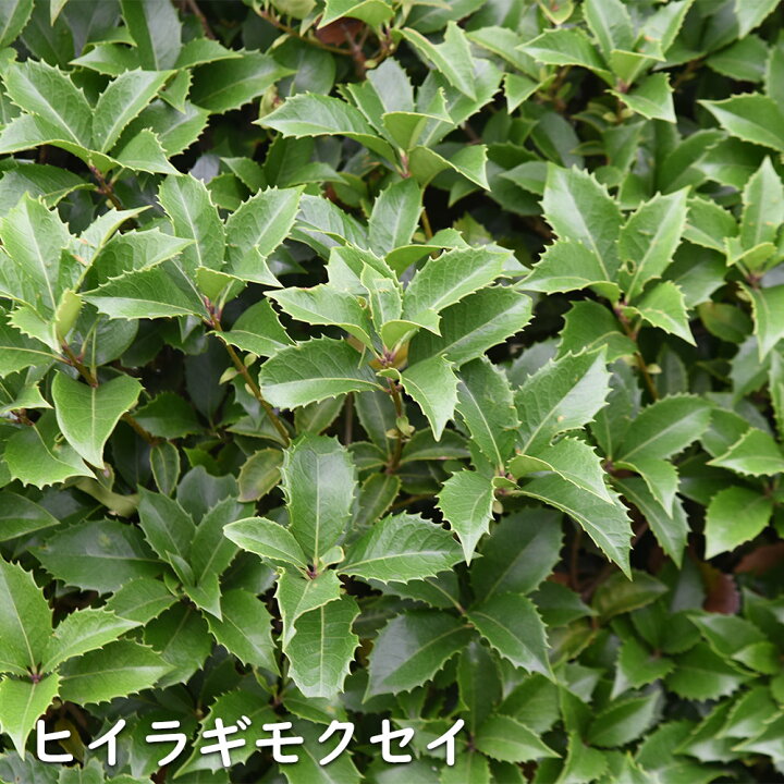 楽天市場】ヒイラギモクセイ 2m 露地 苗木 : トオヤマグリーン