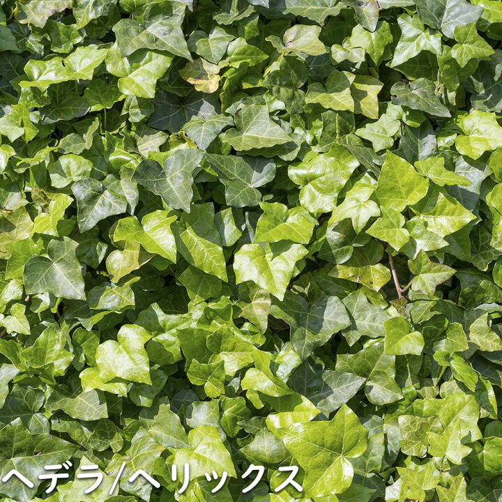 楽天市場】ヘデラ ヘリックス 2m長尺13.5cmポット 2本 苗木 : トオヤマ 