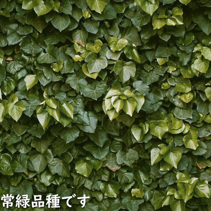 楽天市場】ヘデラ ヘリックス 2m長尺13.5cmポット 2本 苗木 : トオヤマ 
