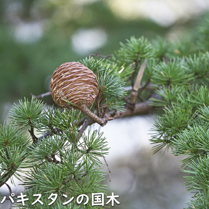楽天市場】ヒマラヤスギ 1.5m 露地 苗木 : トオヤマグリーン
