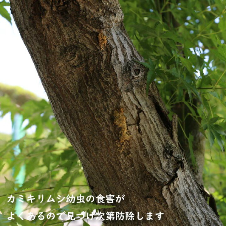 イロハモミジ/単木【現品発送】管理70567