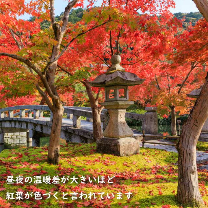 楽天市場】イロハモミジ 株立ち 1m 15cmポット 5本 苗 : トオヤマグリーン