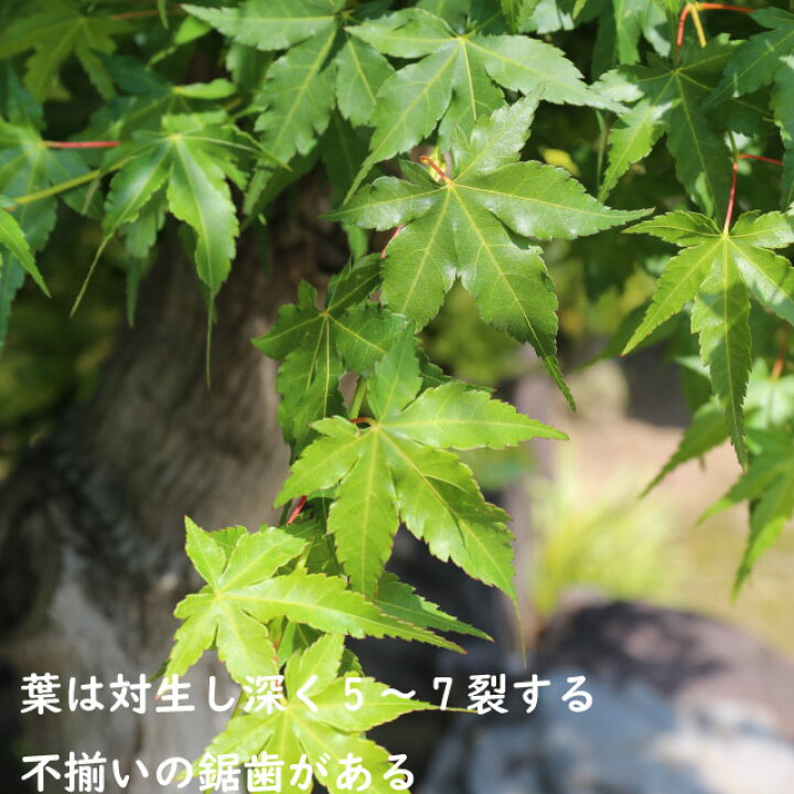 楽天市場】イロハモミジ 株立ち 1m 15cmポット 5本 苗 : トオヤマグリーン