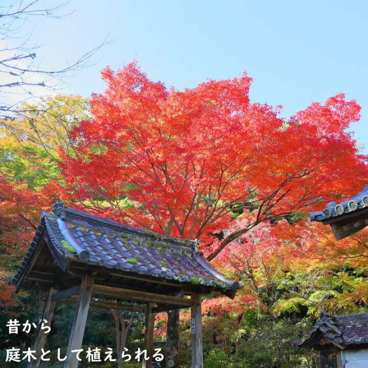 楽天市場】イロハモミジ 株立ち 1m 15cmポット 5本 苗 : トオヤマグリーン