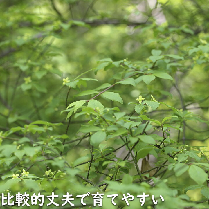 楽天市場】コマユミ 株立ち 1.5m 露地 苗木 : トオヤマグリーン