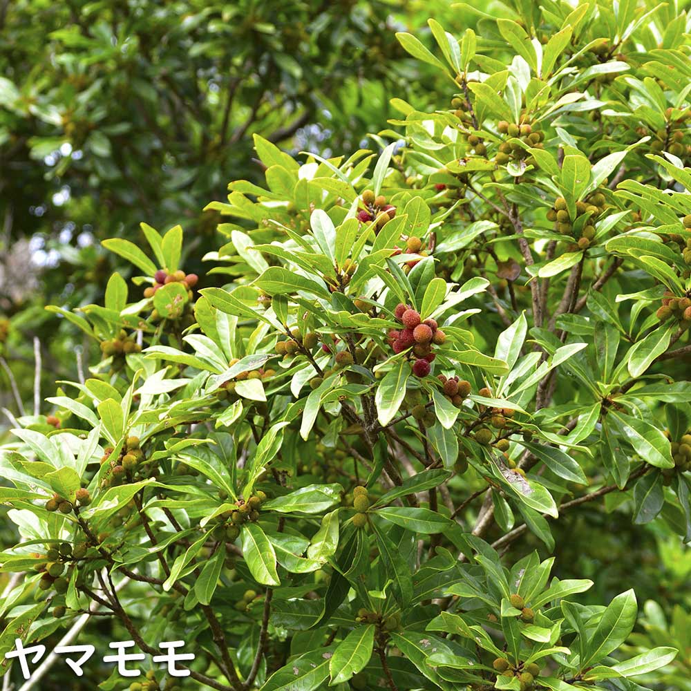 楽天市場】ヤマモモ 単木 1.2m 露地 苗 : トオヤマグリーン