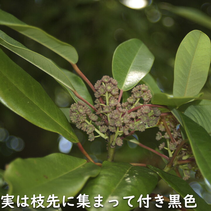 楽天市場】ユズリハ 2m 露地 苗木 : トオヤマグリーン