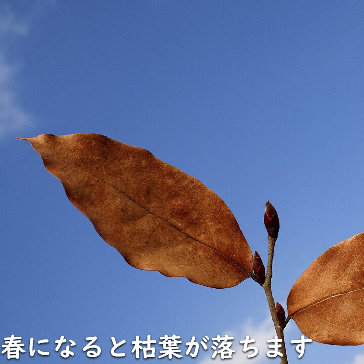楽天市場】ヤマコウバシ 単木 2m 露地 苗木 : トオヤマグリーン