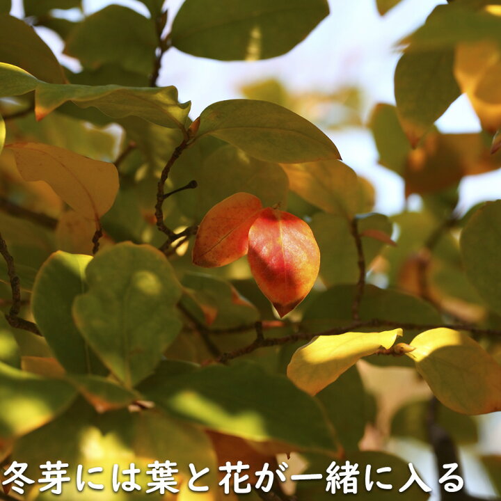 楽天市場】ヤマコウバシ 単木 2m 露地 苗木 : トオヤマグリーン