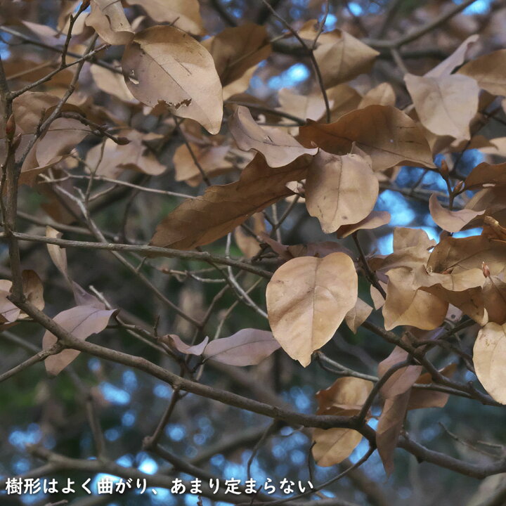 楽天市場】ヤマコウバシ 単木 2m 露地 苗木 : トオヤマグリーン