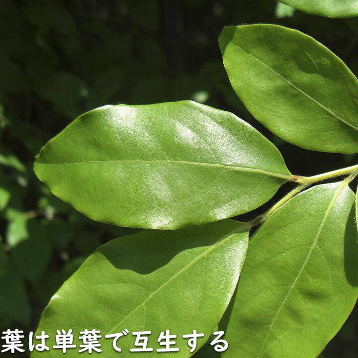 楽天市場】ヤマコウバシ 単木 2m 露地 苗木 : トオヤマグリーン