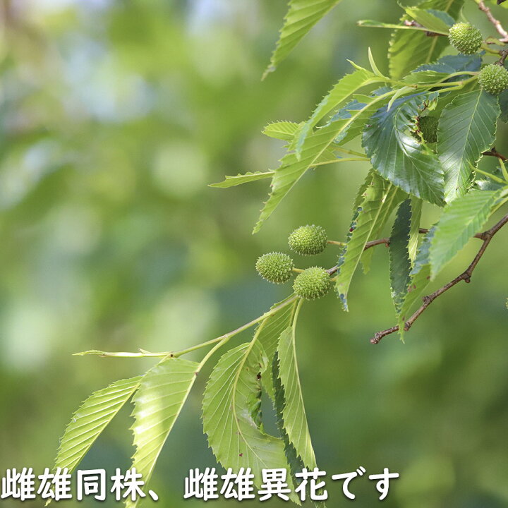 楽天市場】ヤシャブシ (品種指定不可) 1m 10.5cmポット 苗 : トオヤマ 