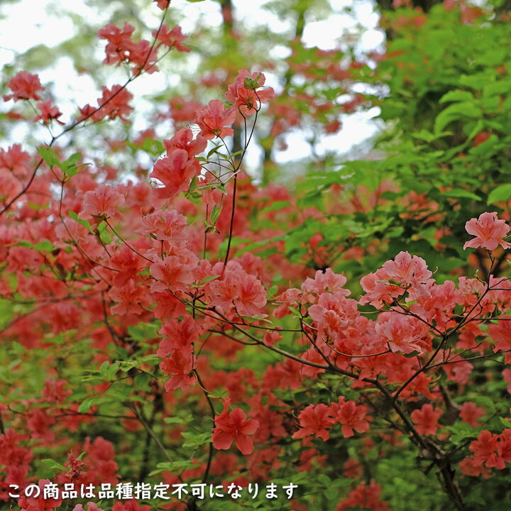 楽天市場】ヤマツツジ 2m 露地 苗木 : トオヤマグリーン 現品ヤマツツジ特大苗2mほど山採り自然樹形