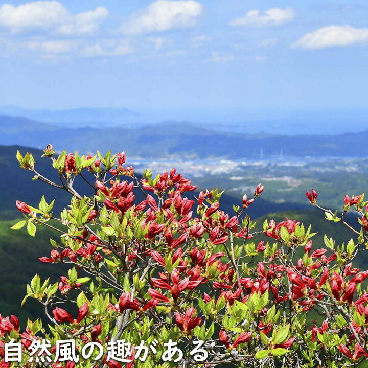 楽天市場】ヤマツツジ 2m 露地 苗木 : トオヤマグリーン