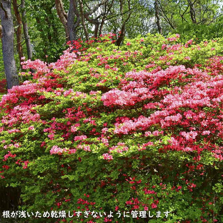 楽天市場】ヤマツツジ 2m 露地 苗木 : トオヤマグリーン