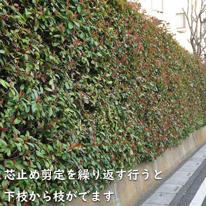 楽天市場】レッドロビン 2m 露地 苗木 : トオヤマグリーン