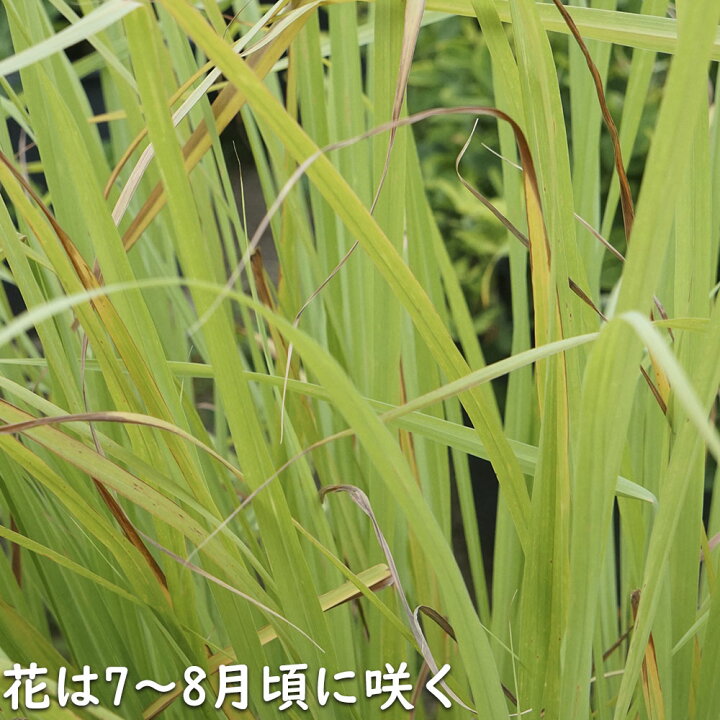 楽天市場】レモングラス 9.0cmポット 30本 苗 : トオヤマグリーン