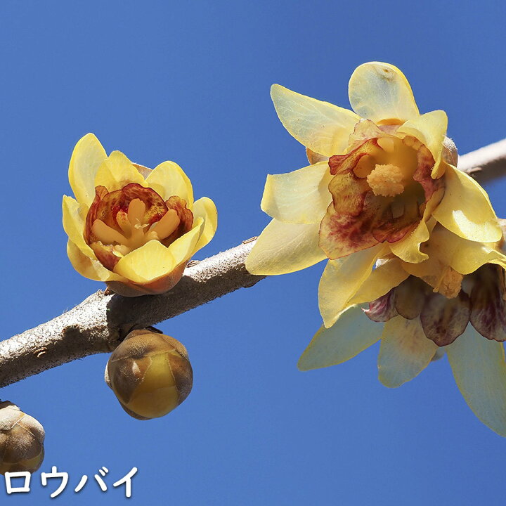 楽天市場】ロウバイ 1.5m 露地 苗木 : トオヤマグリーン