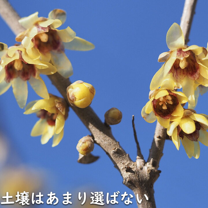 楽天市場】ロウバイ 1.5m 露地 苗木 : トオヤマグリーン