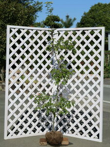 �A���J�V �P�� 1.7m �I�n �c��