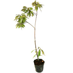 C`CKV 0.5m 10.5cm|bg 30{ c