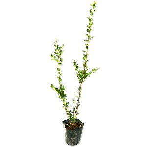 CkcQ 0.5m 10.5cm|bg c