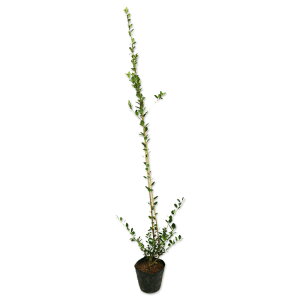 CkcQ 0.7m 10.5cm|bg c