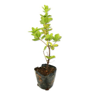 EoKV 0.3m 10.5cm|bg 30{ c