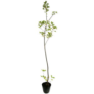 EoKV 1.2m 15cm|bg 10{×2 c