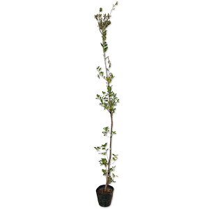 EoKV 1.5m 15cm|bg 10{ c