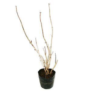 AWTC (ԐFws) 15cm|bg c
