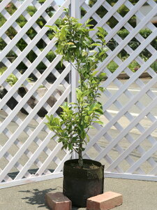 J^lIK^} 0.8m In 2{ c