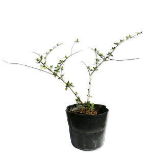 AxA 0.3m 15cm|bg 10{ c