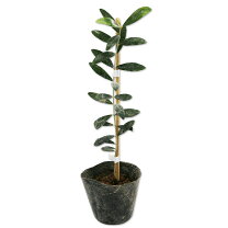 楽天市場】斑入り（種類（植物）オリーブ）の通販