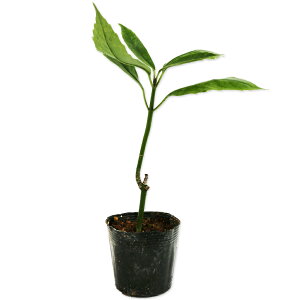 アオキ 10.5cmポット 30本 苗