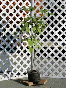 アオキ 1.2m 露地 2本 苗